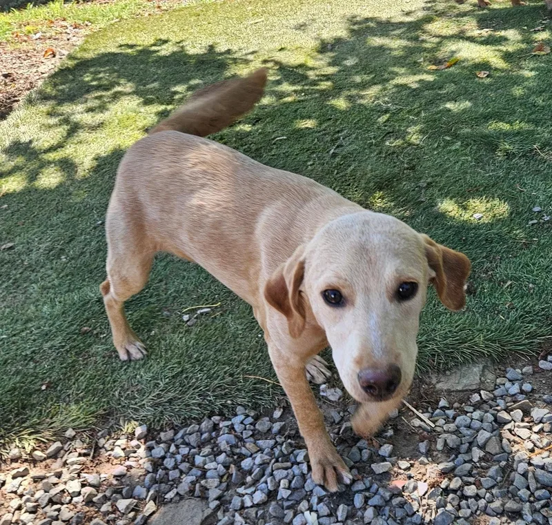 A baby medium-sized female Feist dog named Fig for adoption in Tracy City , TN