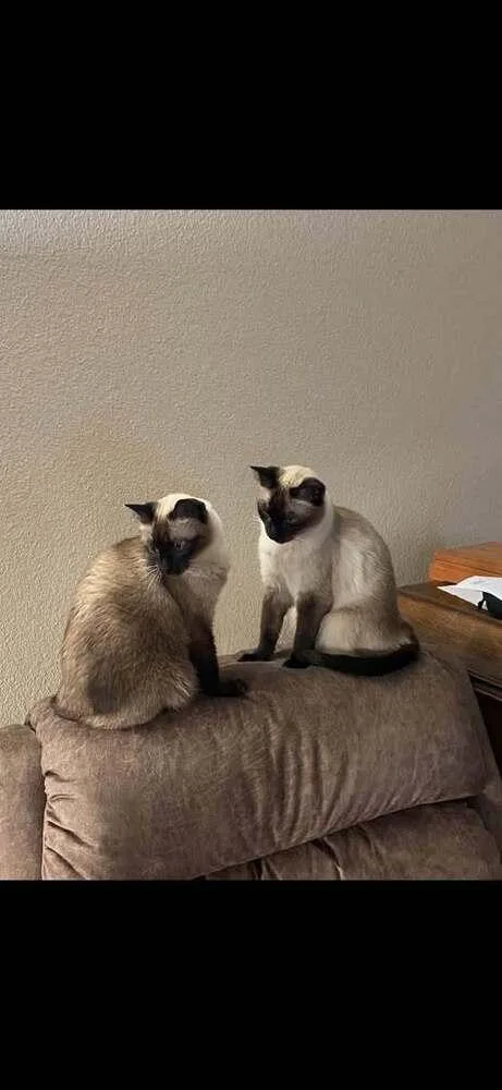 Gracie Sister thumbnail 3