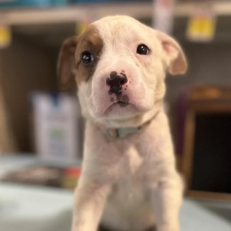 A baby medium-sized male White / Cream Pit Bull Terrier dog named Twix for adoption in Kissimmee, FL