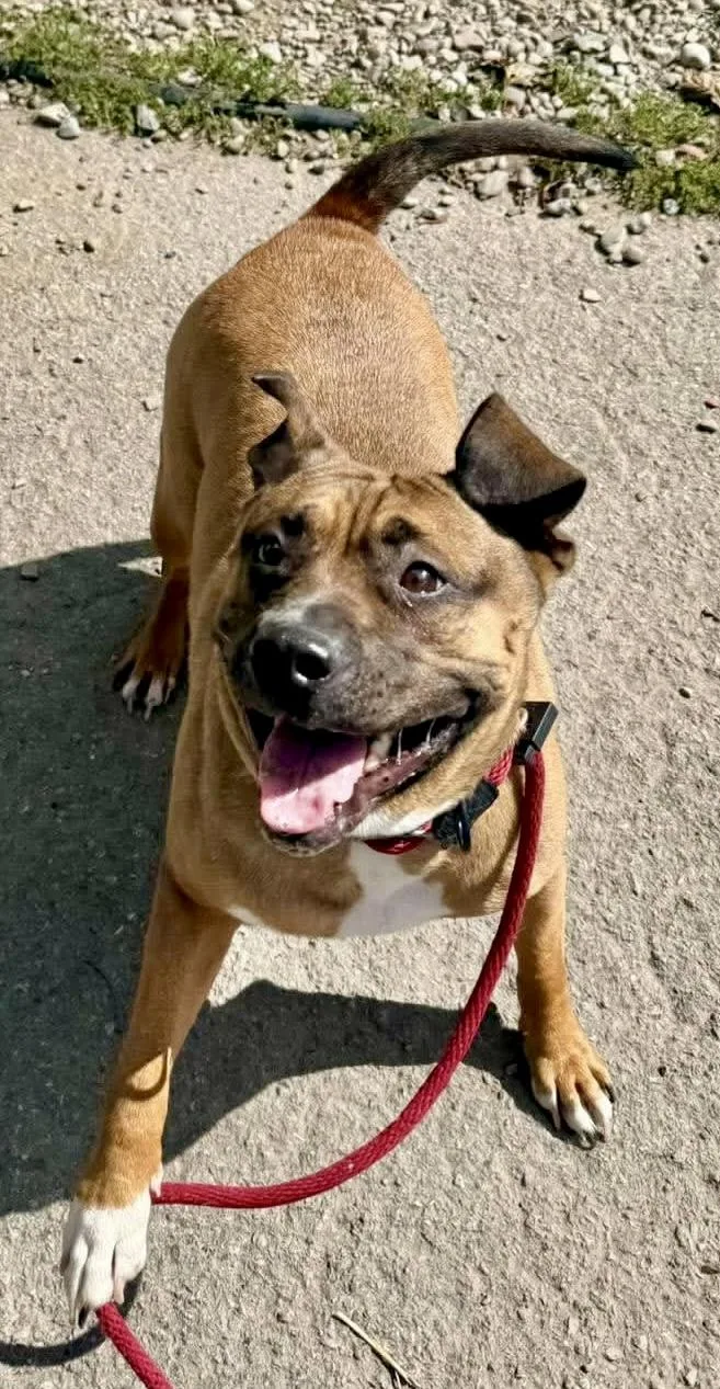 An adult medium-sized female Brown / Chocolate Pit Bull Terrier dog named Remi for adoption in Buffalo, NY