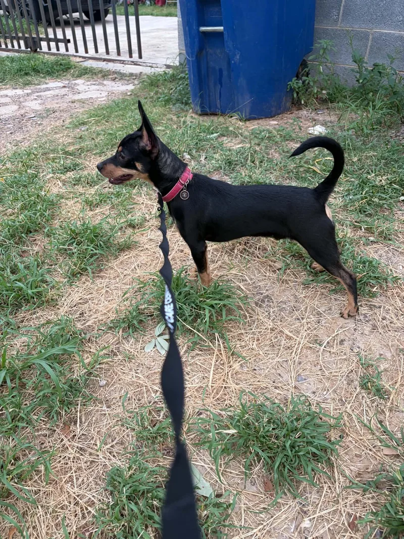 An adult small-sized male Miniature Pinscher dog named Arlo for adoption in Morganville, NJ