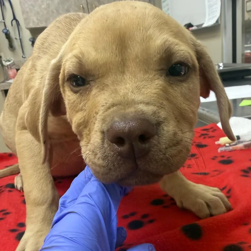 A baby small-sized male Yellow / Tan / Blond / Fawn English Bulldog dog named Billy Joe for adoption in Birmingham, AL