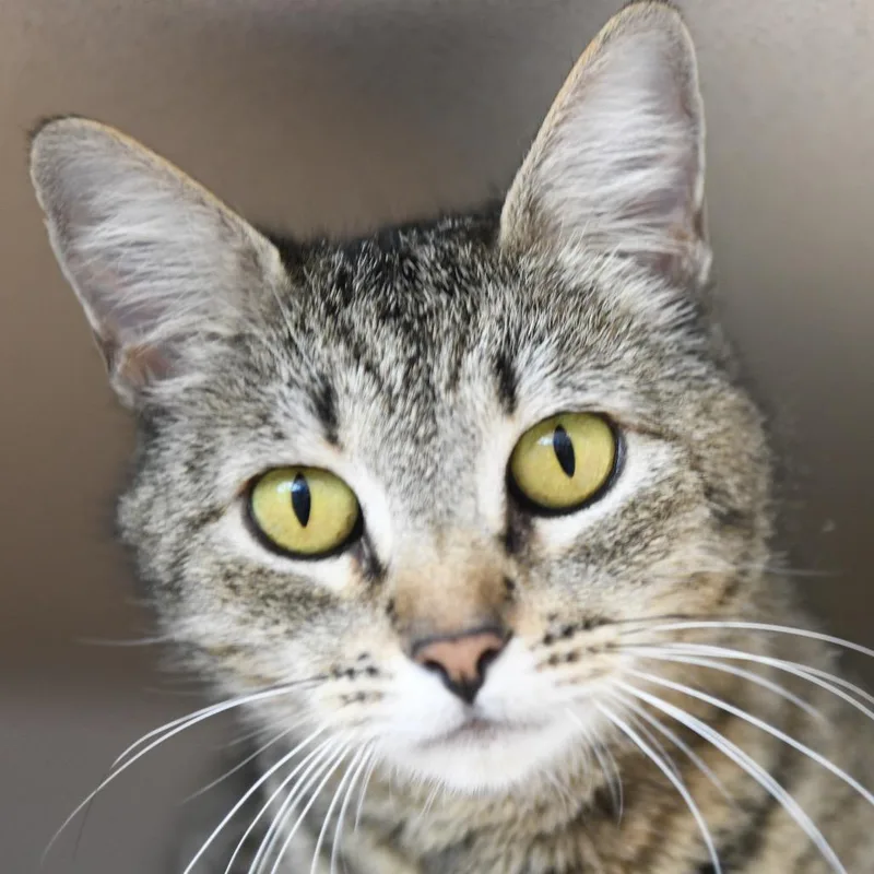 An adult medium-sized female Brown / Chocolate Domestic Short Hair cat named Posie for adoption in Redwood City, CA