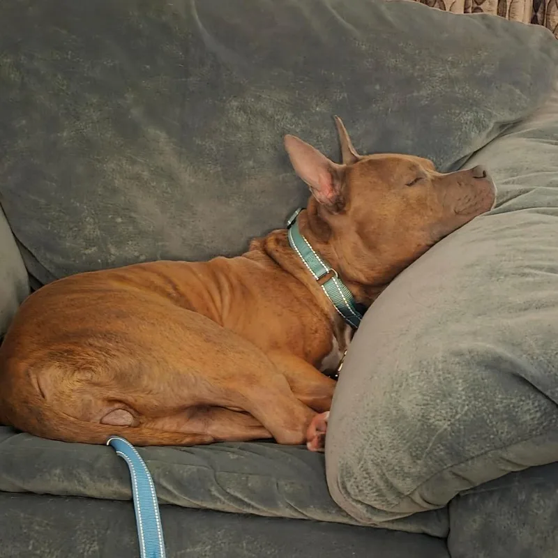 An adult medium-sized female Brown / Chocolate Staffordshire Bull Terrier dog named Remy for adoption in Weimar, CA