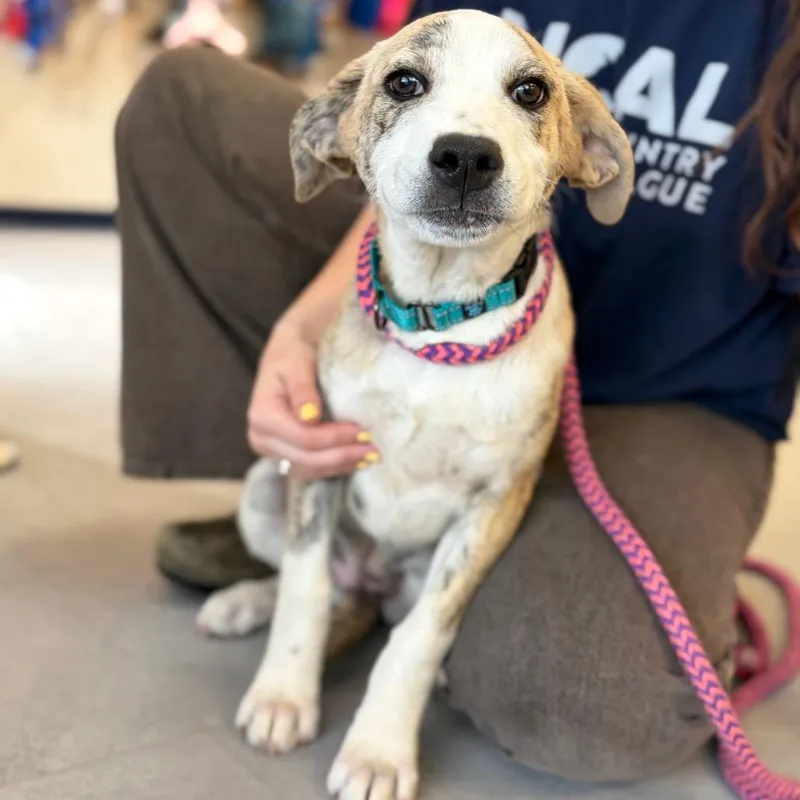 A baby small-sized female Brown / Chocolate Mixed Breed dog named Suzanne for adoption in Morrisville, VT