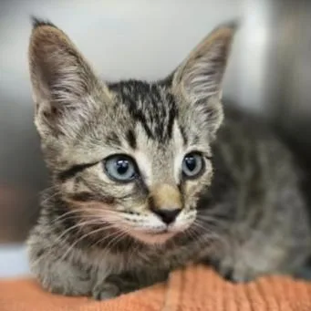 A baby small-sized male Brown / Chocolate Domestic Short Hair cat named Merlin for adoption in Los Angeles, CA