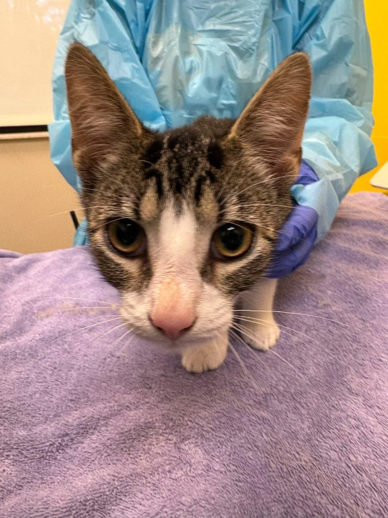 A baby small-sized male Tabby (Gray / Blue / Silver) Domestic Short Hair cat named Shadow for adoption in Raleigh, NC