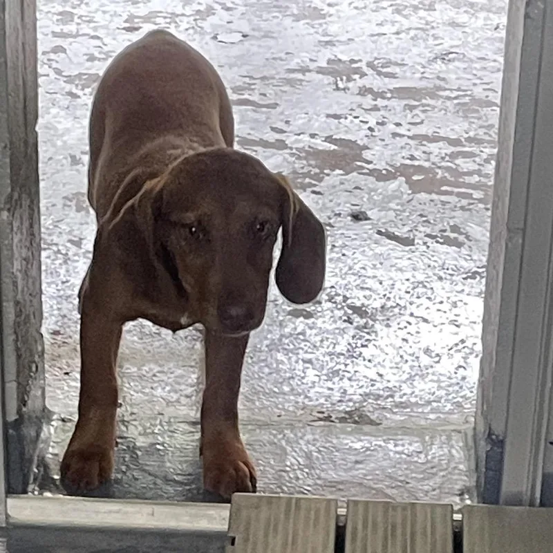 A baby small-sized female Brown / Chocolate Dachshund dog named Honey Bun for adoption in Galax, VA