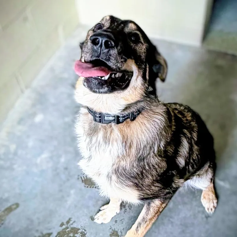 Onix Offsite At Mutts