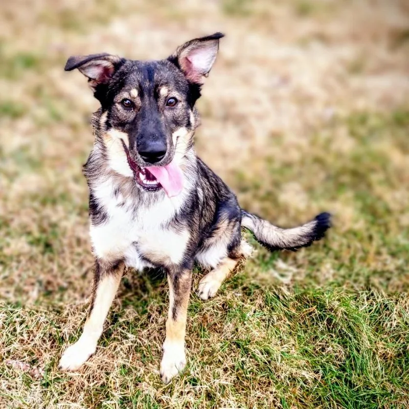 Onix Offsite At Mutts thumbnail 2