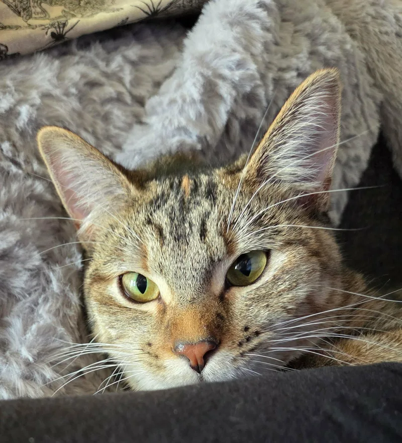 A baby medium-sized female Tabby (Brown / Chocolate) Domestic Short Hair cat named Blossom for adoption in Sioux Falls, SD