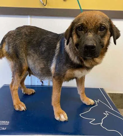 An adult large-sized female German Shepherd Dog dog named Peanut for adoption in Bowling Green, KY