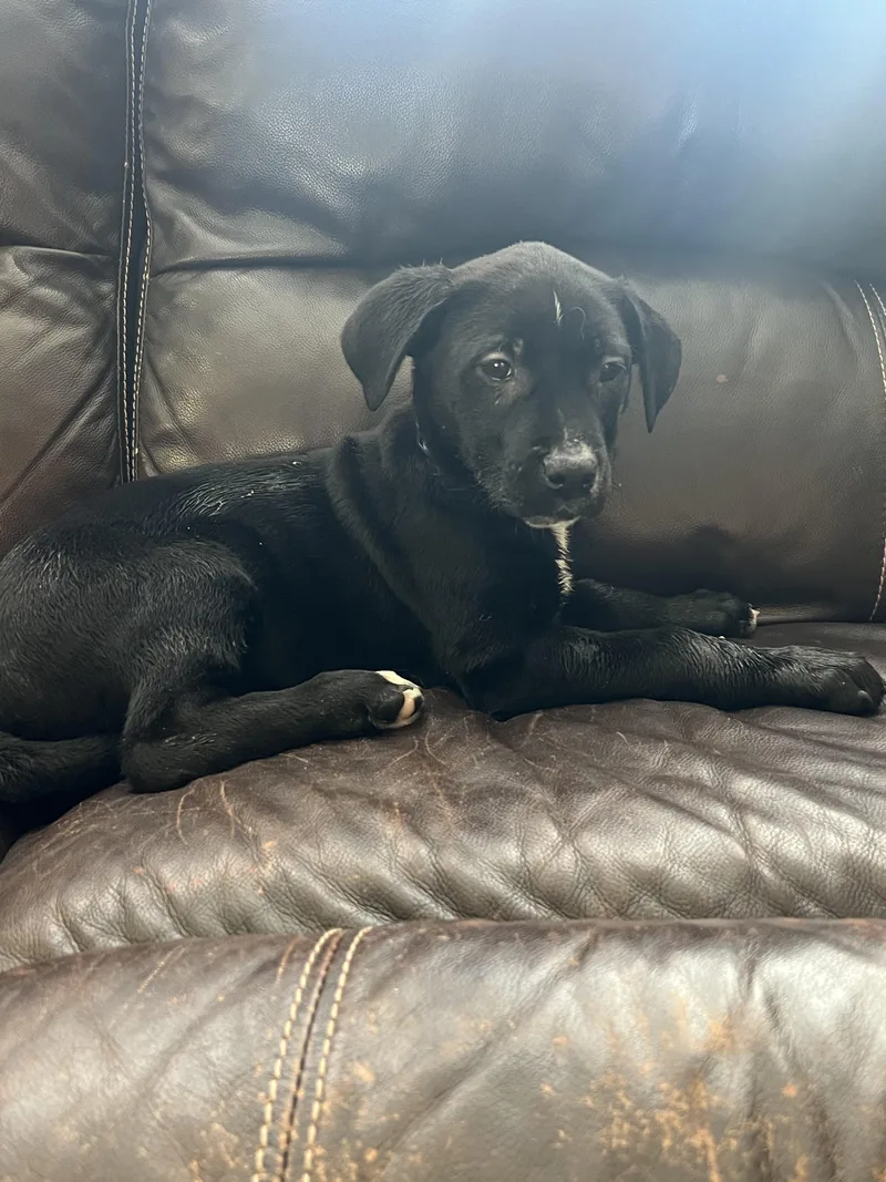 A baby large-sized female Black Labrador Retriever dog named Sheena for adoption in Davisburg, MI