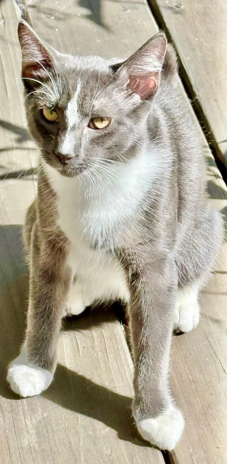 Sylvester thumbnail 2