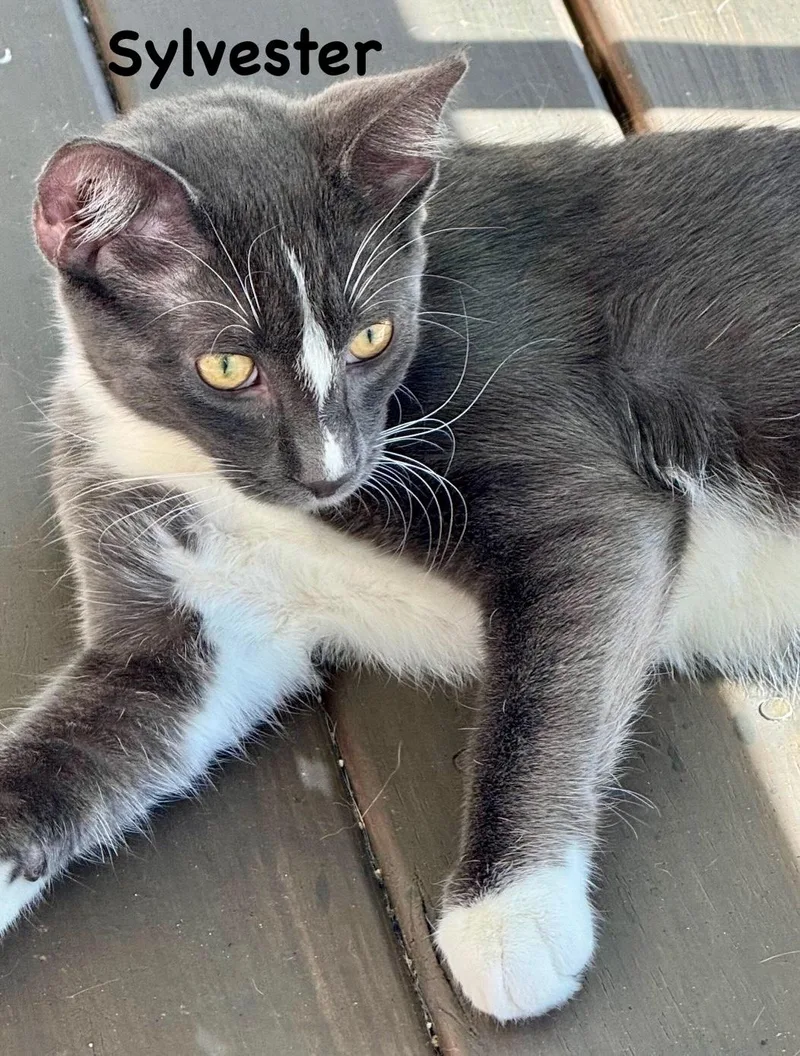 Sylvester thumbnail 3