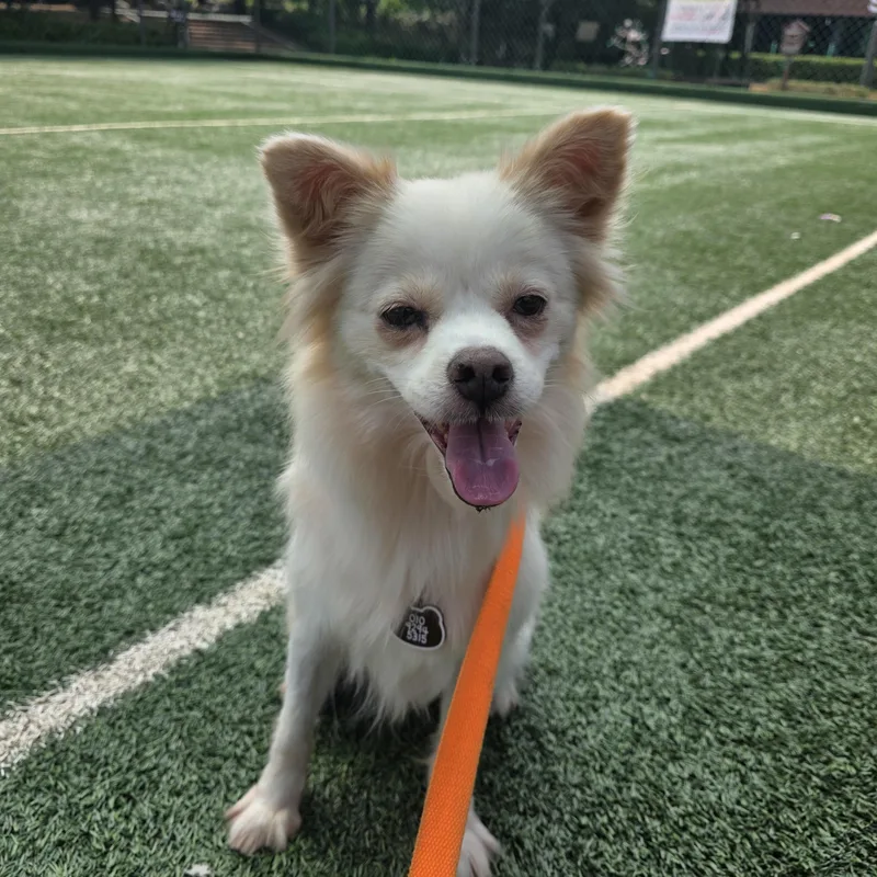 An adult small-sized female Japanese Spitz dog named Lila for adoption in DANVERS, MA