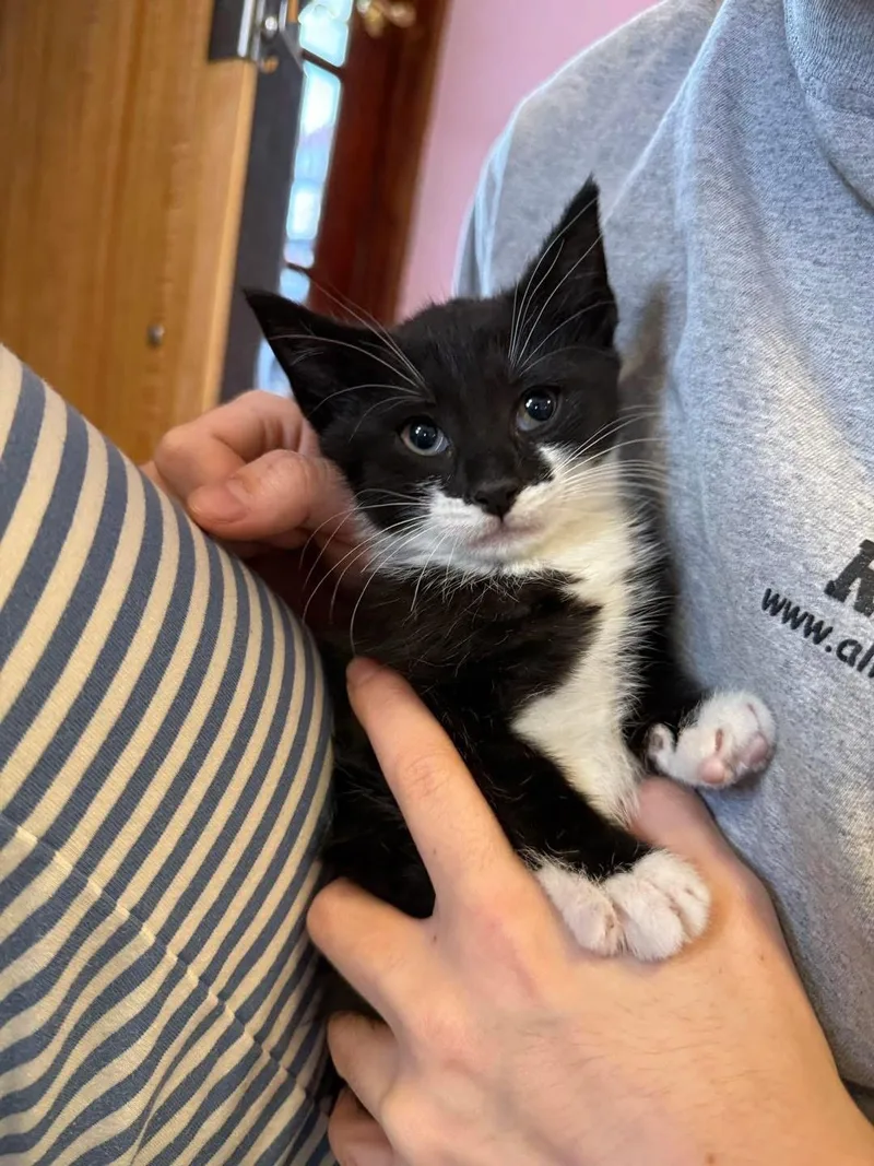 A young small-sized female Black & White / Tuxedo Domestic Short Hair cat named Mini Bubbles for adoption in Freeport, NY