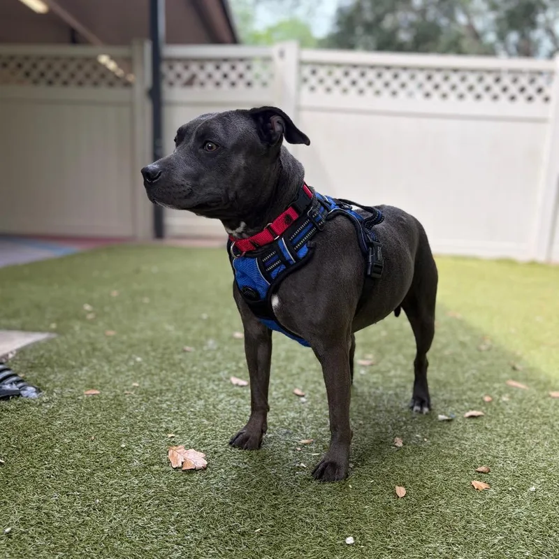 An adult medium-sized female Gray / Blue / Silver Mixed Breed dog named Olive for adoption in Titusville, FL