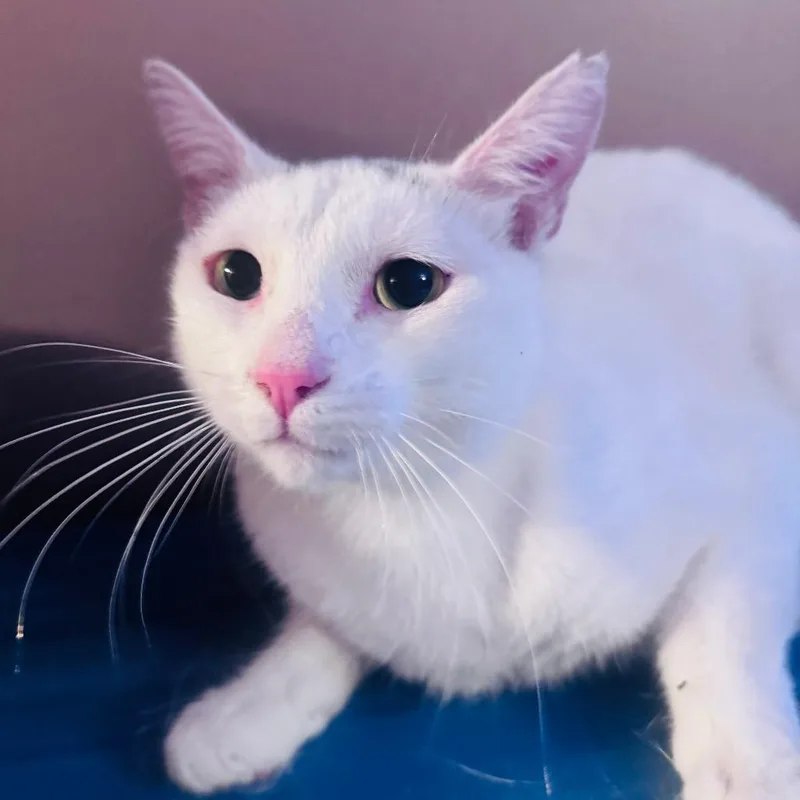 An adult small-sized male White Domestic Short Hair cat named Denni for adoption in Los Angeles, CA