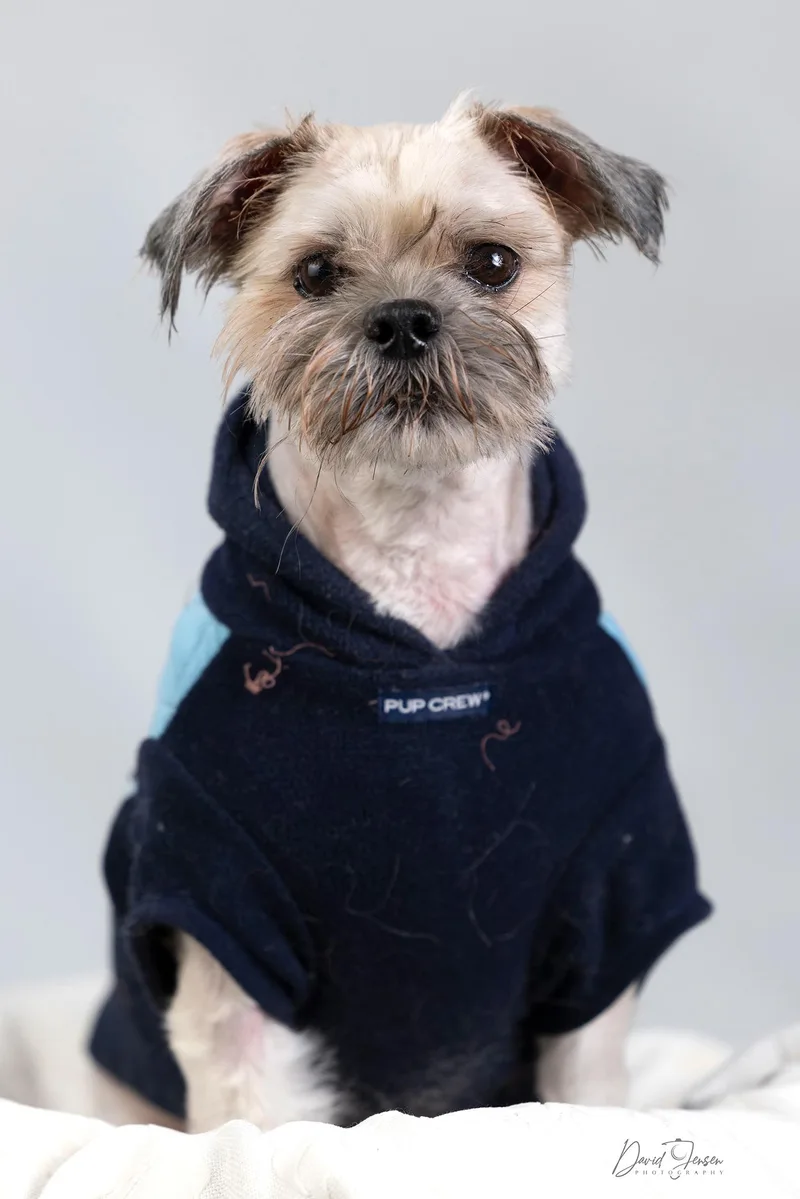An adult small-sized male White / Cream Maltipoo dog named Isaac for adoption in Anchorage, AK