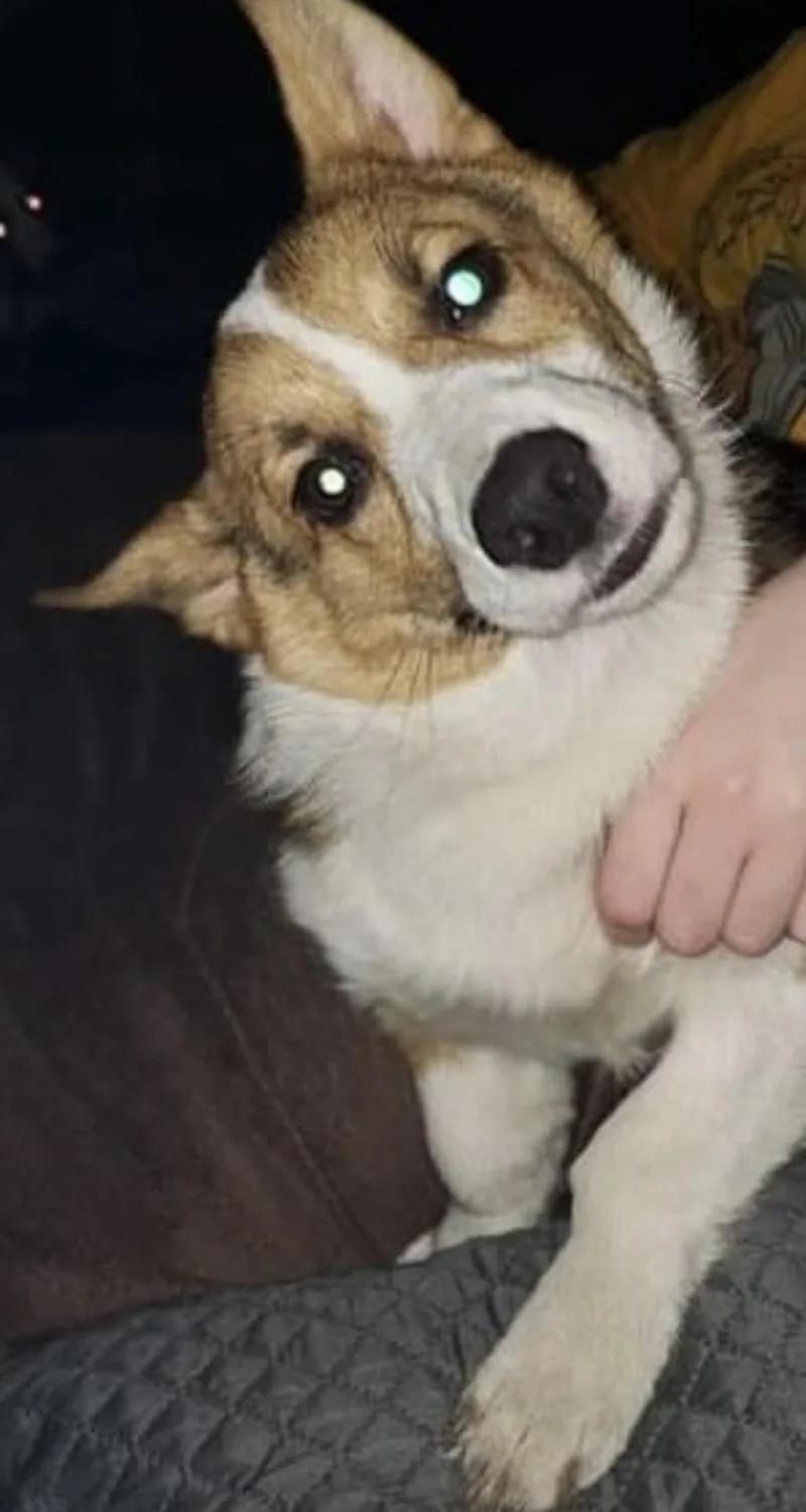 Noodle Bug Courtesy Listed thumbnail 2