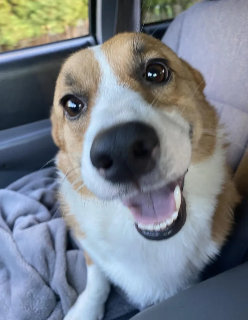 Noodle Bug Courtesy Listed thumbnail 3