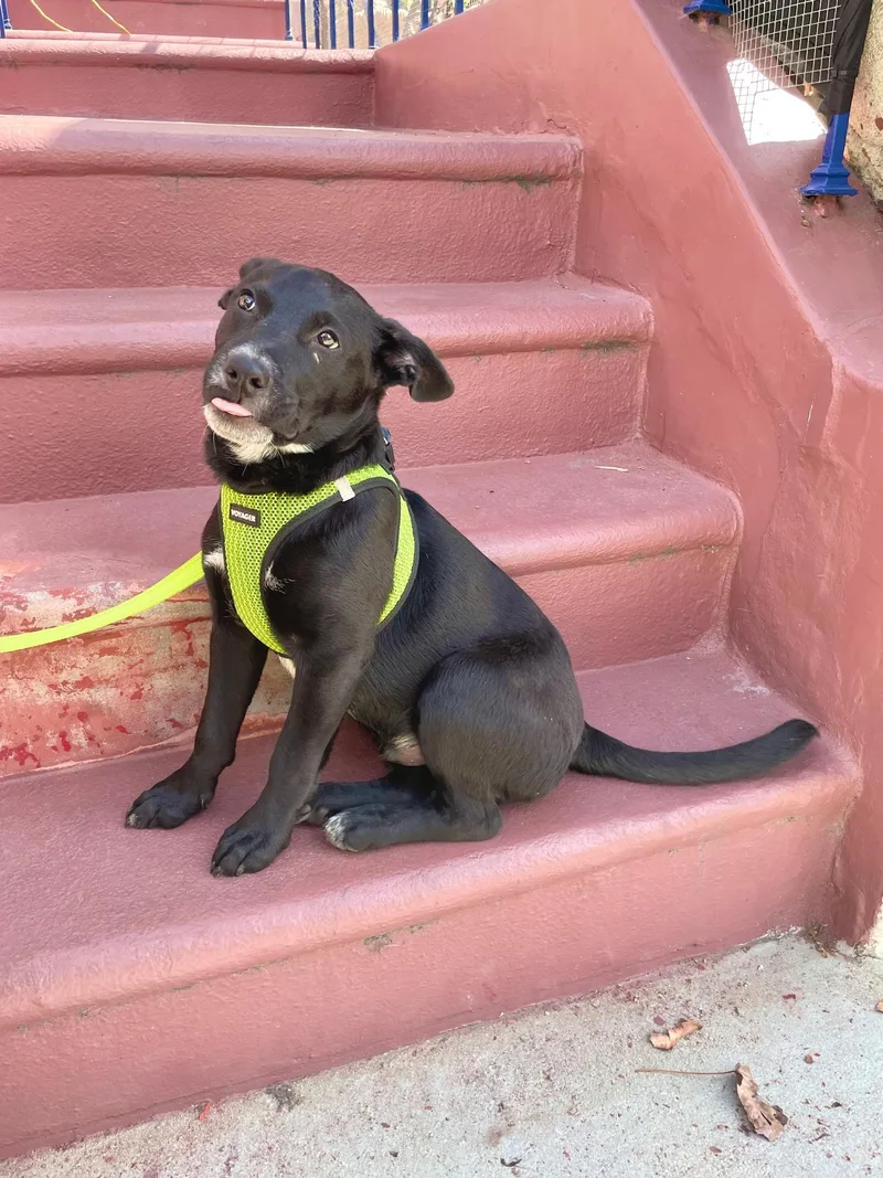 A baby small-sized male Labrador Retriever dog named Benson for adoption in Tucson, AZ