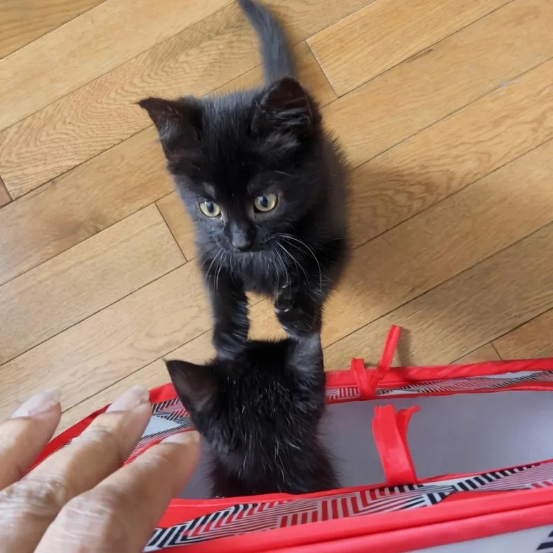 A baby small-sized female Black Domestic Short Hair cat named Luna for adoption in Harrisonburg, VA