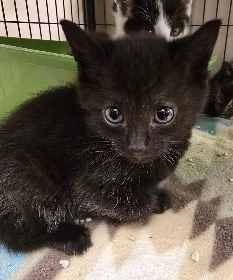 A baby small-sized female Domestic Short Hair cat named Kahuna for adoption in Blountville, TN