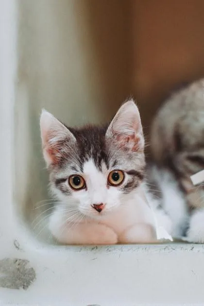 A young small-sized male Domestic Short Hair cat named A Tubbs Petsmart James for adoption in North Charleston, SC
