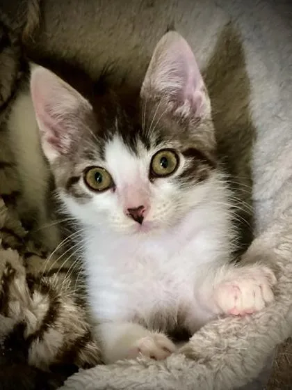 A Tubbs Petsmart James thumbnail 2