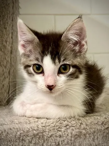 A Tubbs Petsmart James thumbnail 3