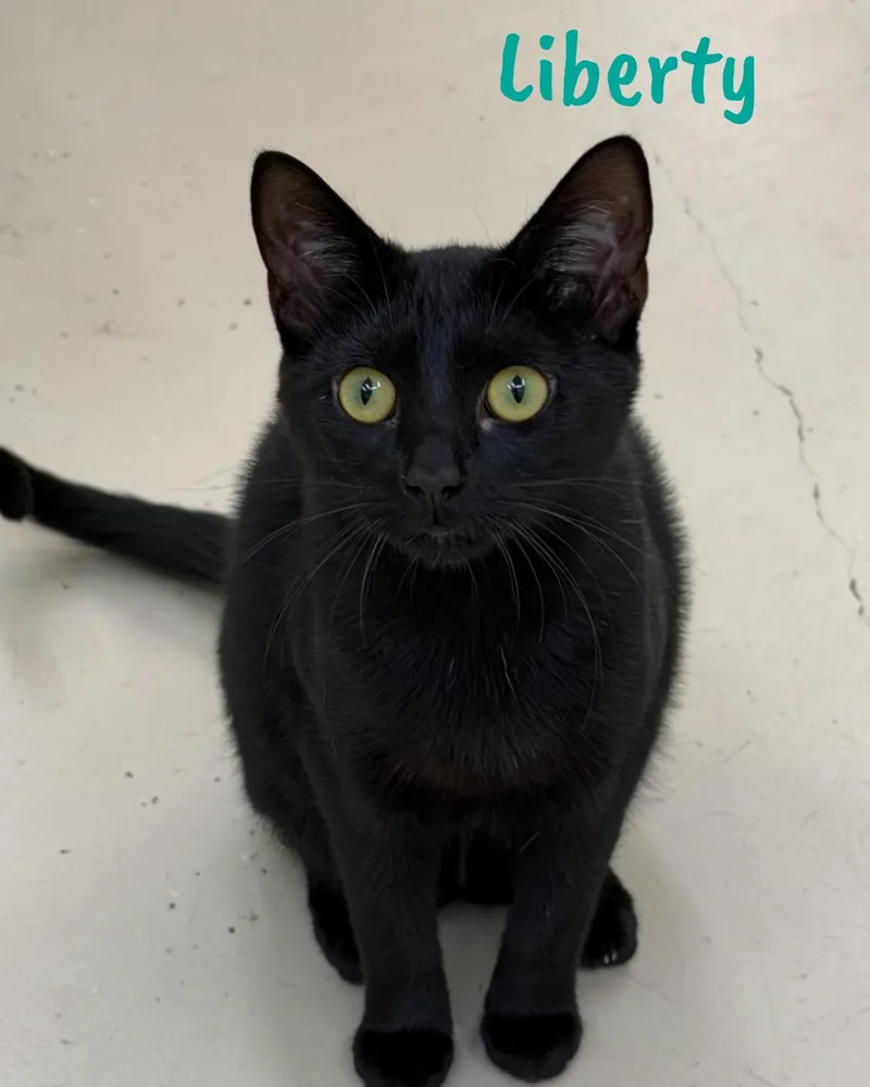 A young medium-sized female Black Domestic Short Hair cat named Liberty for adoption in Pawleys Island, SC