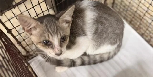 A baby small-sized male Domestic Short Hair cat named Mack for adoption in Miami, FL