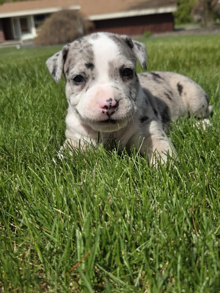 Petunia