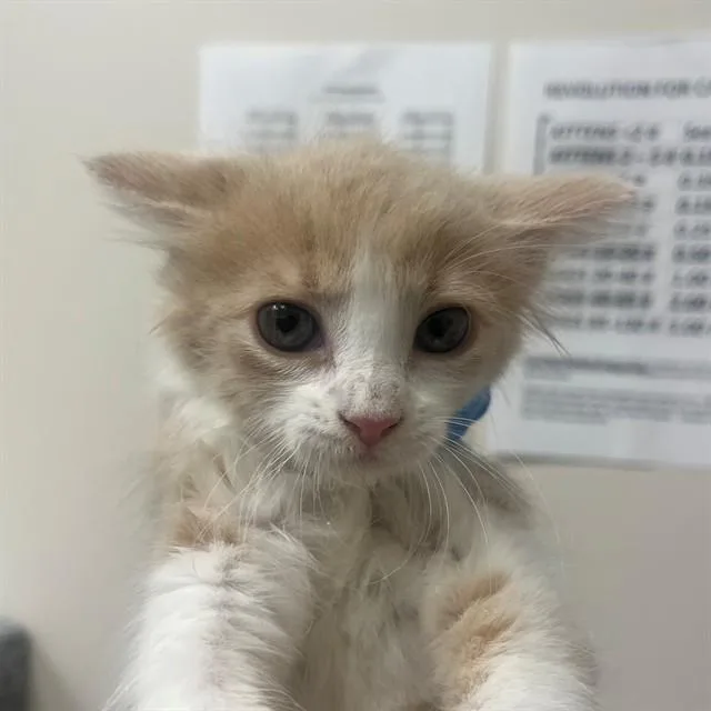 A baby small-sized female Domestic Medium Hair cat named A for adoption in Naples, FL