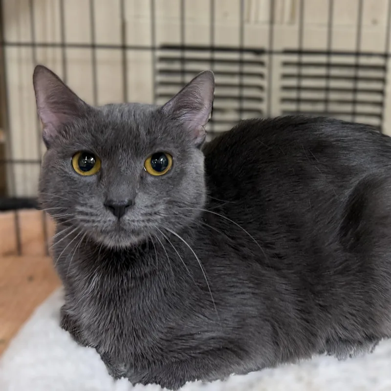 A young medium-sized female Domestic Short Hair cat named Cinderella MEET ME for adoption in Alpharetta, GA
