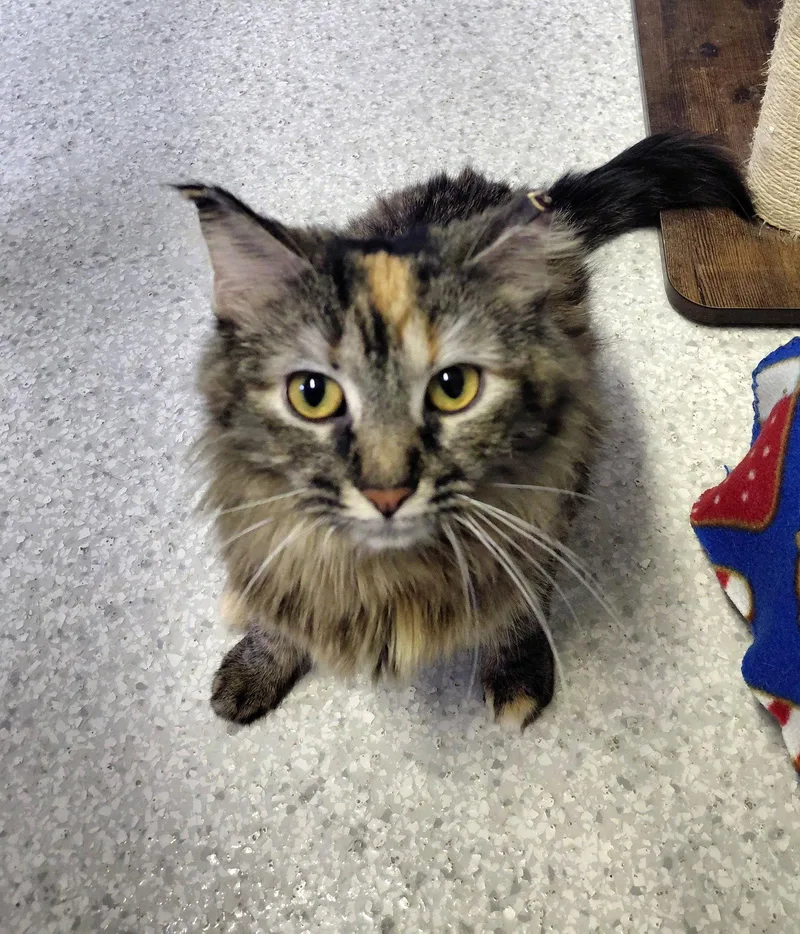 An adult medium-sized female Domestic Medium Hair cat named Splash for adoption in Montello, WI