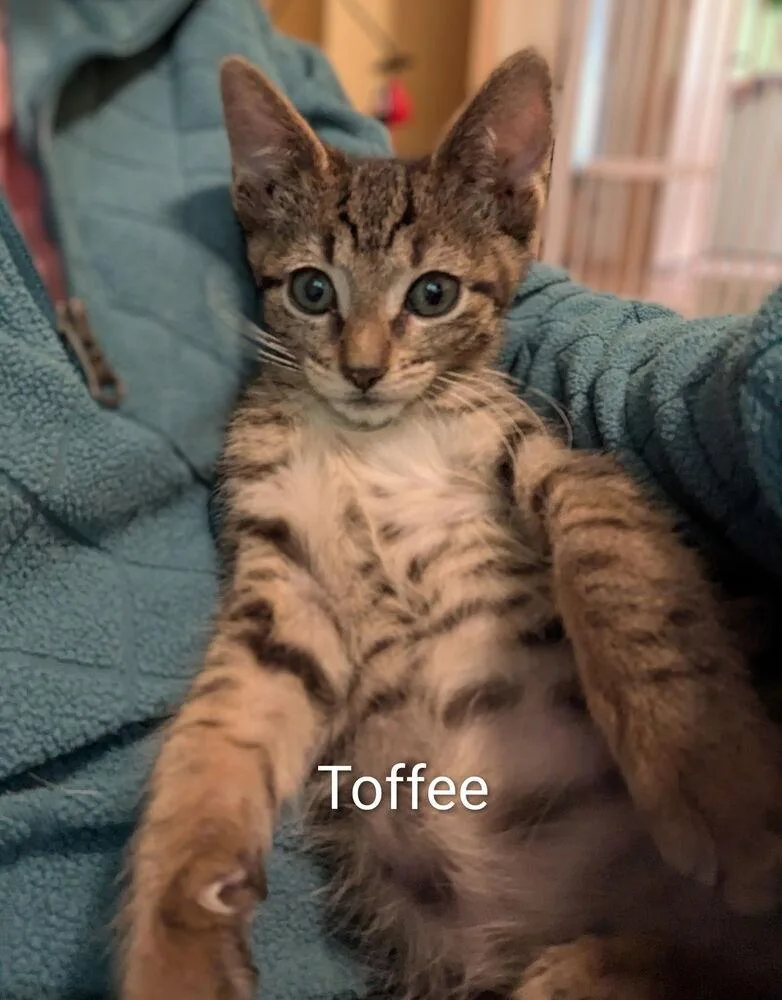 A baby small-sized male Brown / Chocolate Domestic Short Hair cat named Toffeetastic for adoption in Vancouver, WA