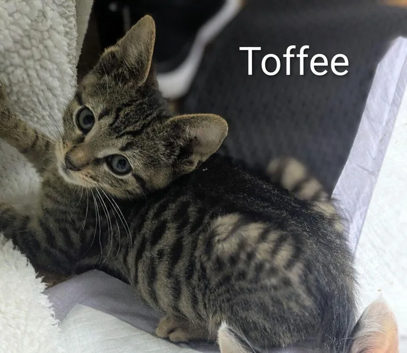 Toffeetastic thumbnail 3