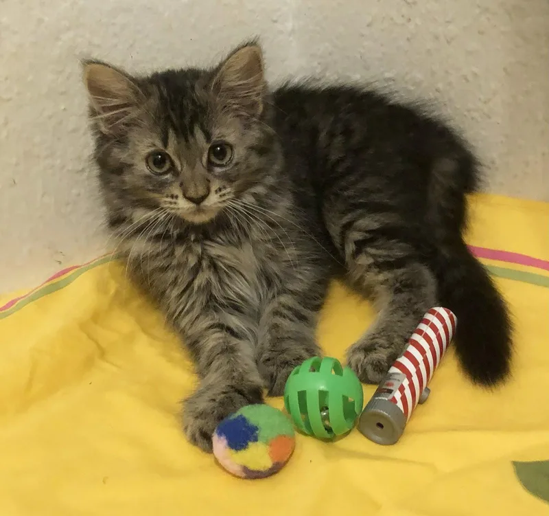 A baby small-sized female Domestic Medium Hair cat named Michaela for adoption in Mission Viejo, CA