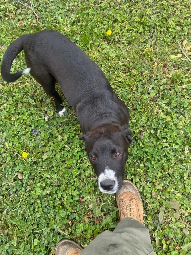 A young large-sized male Mixed Breed dog named Jack for adoption in Chickamauga , GA