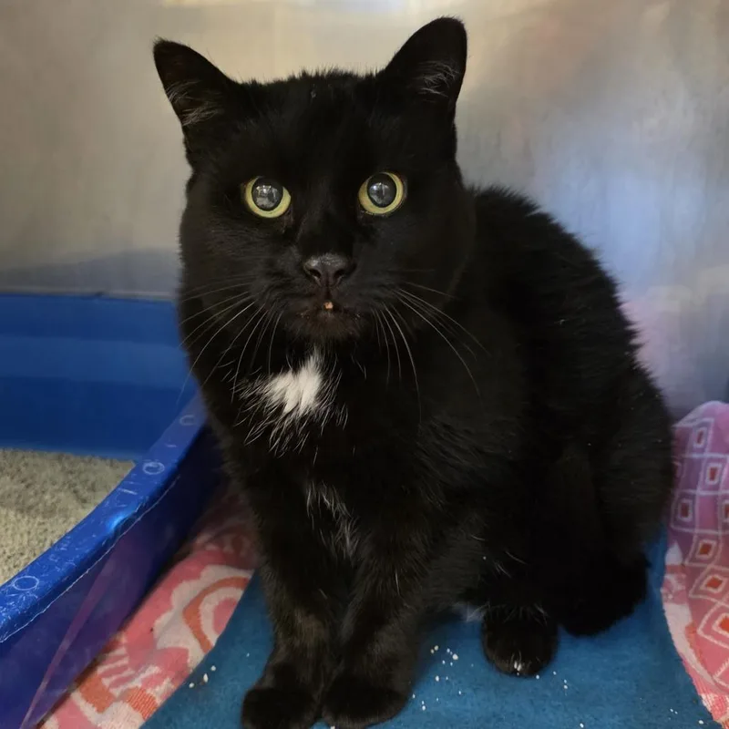 A senior large-sized female Black Domestic Short Hair cat named Maggie for adoption in Lake Panasoffkee, FL