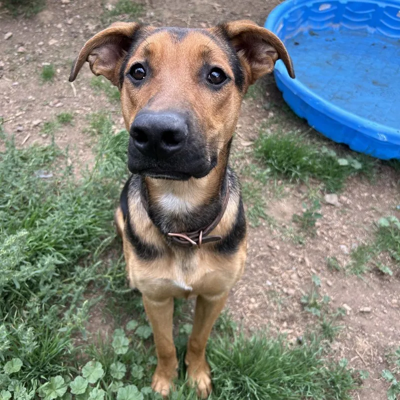 A young medium-sized male Black Mixed Breed dog named Harlem Butler campus! for adoption in Flagstaff, AZ