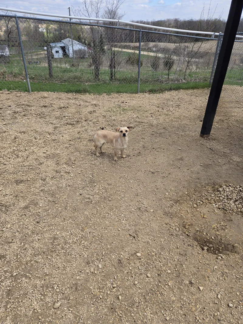 An adult small-sized female Terrier dog named Blondie for adoption in Maquoketa, IA