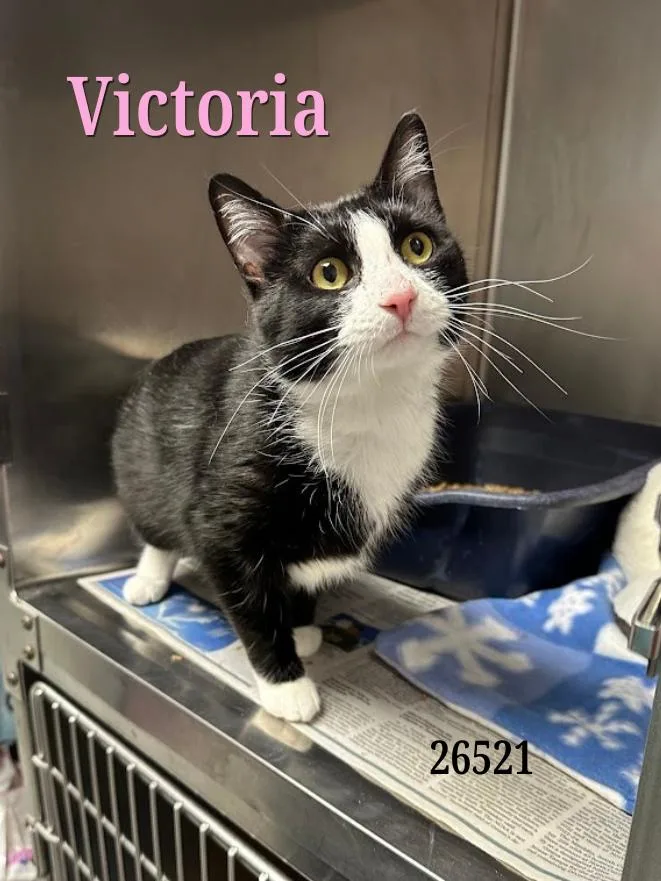 Victoria thumbnail 2