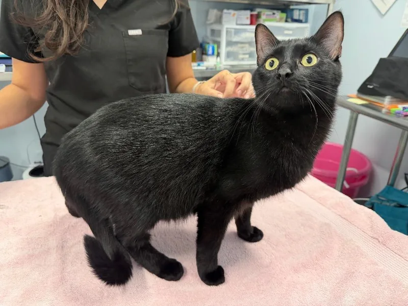 A young medium-sized male Domestic Short Hair cat named Gasto for adoption in Raleigh, NC