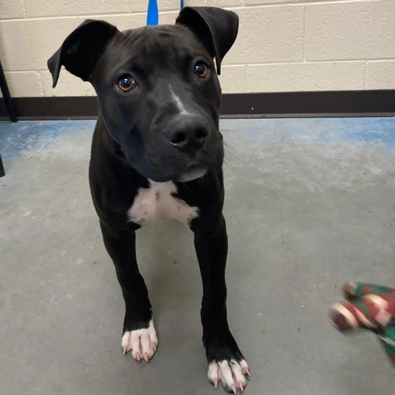 A baby medium-sized male Black Mixed Breed dog named Winston for adoption in Memphis, TN