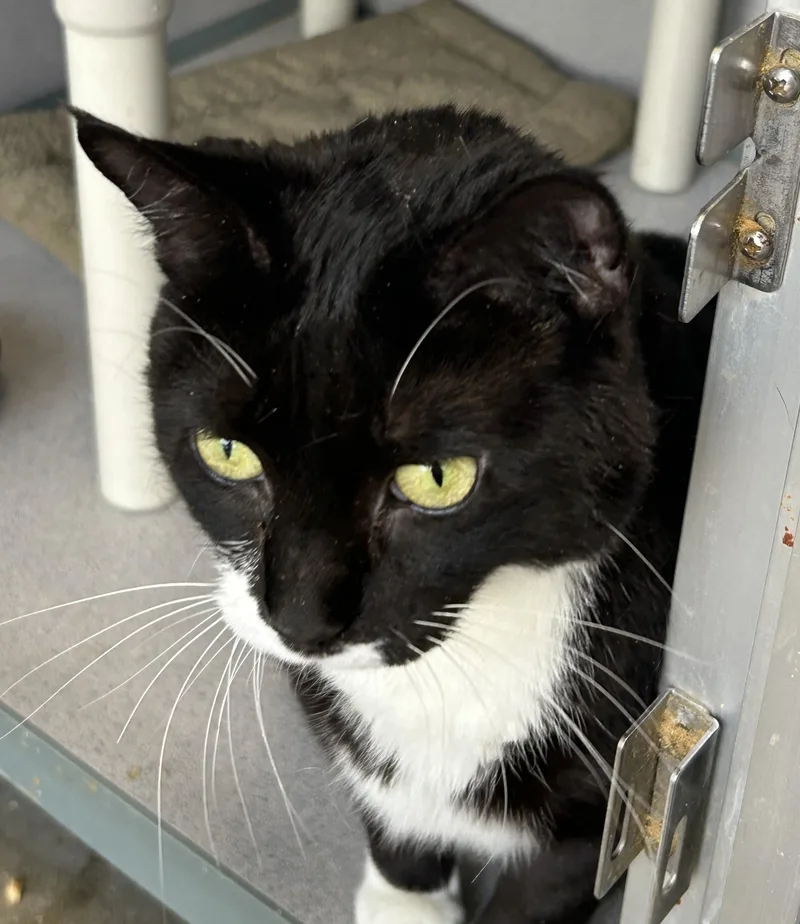 A young large-sized female Black & White / Tuxedo Tuxedo cat named Marley for adoption in Lambertville, NJ