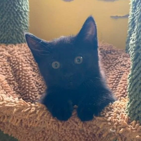 A baby small-sized male Black Domestic Short Hair cat named Kestrel for adoption in Stoughton, WI